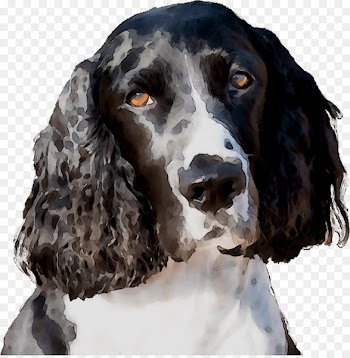 Field Spaniel English Springer Spaniel Welsh Springer Spaniel English Cocker Spaniel Russian Spaniel -  