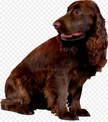 Field Spaniel Irish Setter American Cocker Spaniel English Cocker Spaniel Boykin Spaniel -  