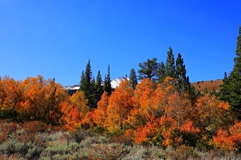 Field Surround With Orange Leaf Trees
