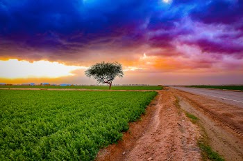 Field Under Cloudy Sky