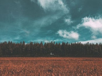 field with trees under cloudy sky
