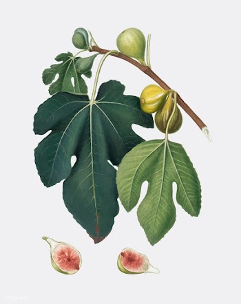 Fig from Pomona Italiana (1817-1839) by Giorg.. | Free stock vector - 487882