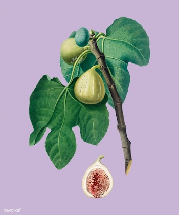 Fig from Pomona Italiana (1817-1839) by Giorg.. | Free stock vector - 487889