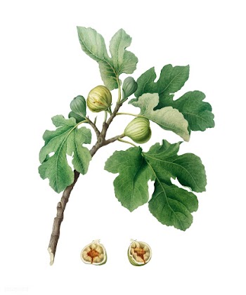 Fig from Pomona Italiana (1817-1839) by Giorg.. | Free stock vector - 487972