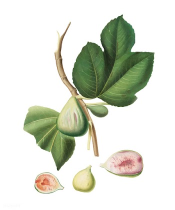 Fig from Pomona Italiana (1817-1839) by Giorg.. | Free stock vector - 488019