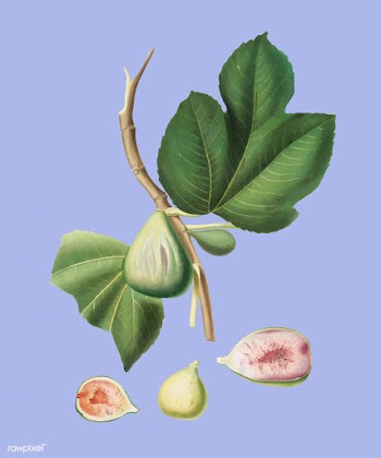 Fig from Pomona Italiana (1817-1839) by Giorg.. | Free stock vector - 488024