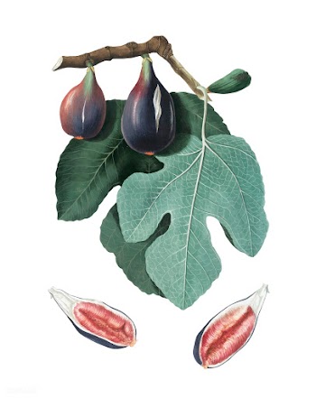 Fig from Pomona Italiana (1817-1839) by Giorg.. | Free stock vector - 488048