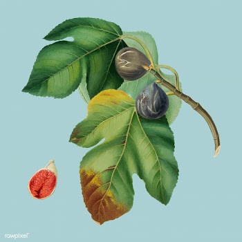 Fig from Pomona Italiana (1817-1839) by Giorg.. | Free stock vector - 488131