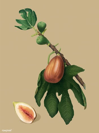 Fig from Pomona Italiana (1817-1839) by Giorg.. | Free stock vector - 488206