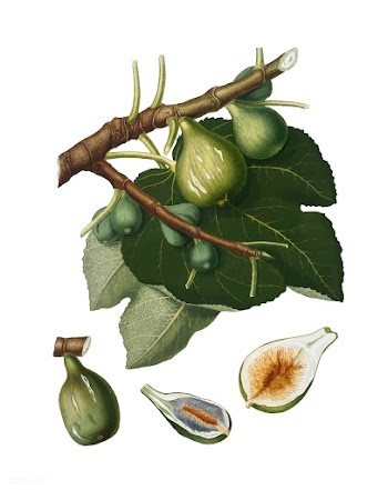Fig from Pomona Italiana illustration | Free stock vector - 487808