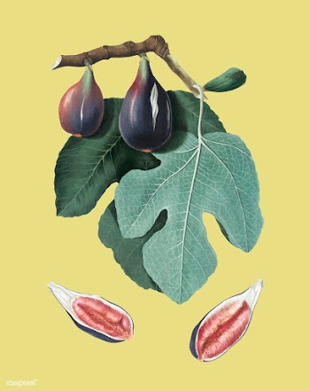 Fig from Pomona Italiana illustration | Free stock vector - 487813