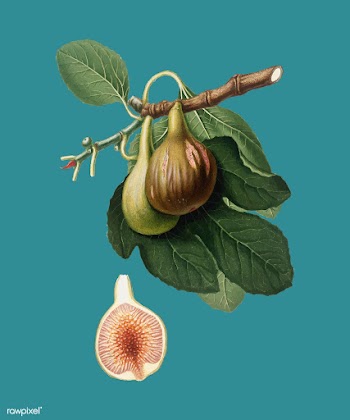 Fig from Pomona Italiana illustration | Free stock vector - 487876