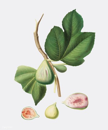 Fig from Pomona Italiana illustration | Free stock vector - 488001