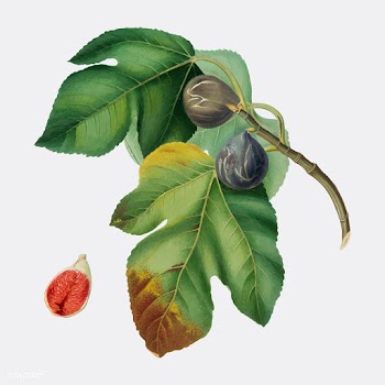 Fig from Pomona Italiana illustration | Free stock vector - 488130