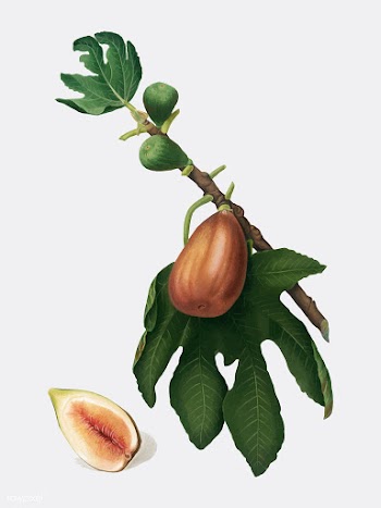 Fig from Pomona Italiana illustration | Free stock vector - 488176