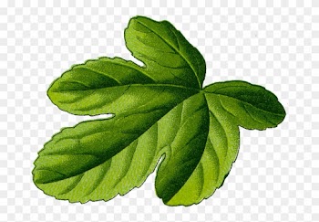 Fig Leaf - Fig Leaf Png