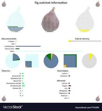 Fig nutrient information vector image