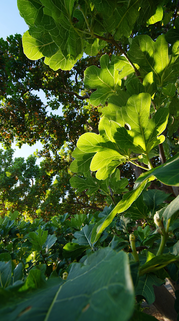 Fig Tree Canopy with Dappled Sunlight