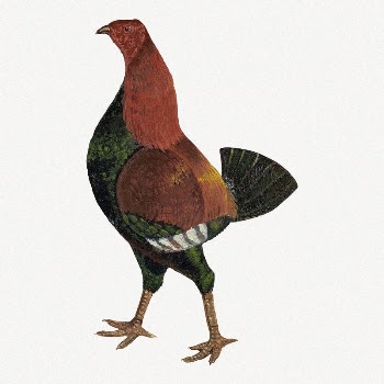 Fighting cock collage element, chicken | Free PSD Illustration - rawpixel