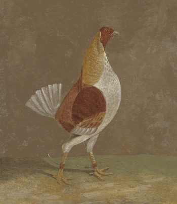 Fighting Cocks: a Pale-Breasted Fighting | Free Photo - rawpixel