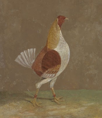 Fighting Cocks: a Pale-Breasted Fighting | Free Photo - rawpixel