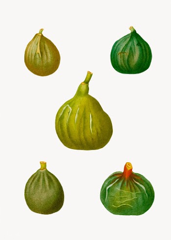 Figs and ficus | Free stock vector - 568728