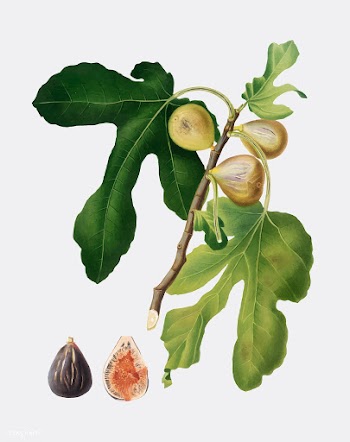 Figs from Pomona Italiana illustration | Free stock vector - 487901