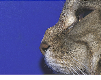 Figure 1 from Infection of the subcutis of the nose in a cat ...