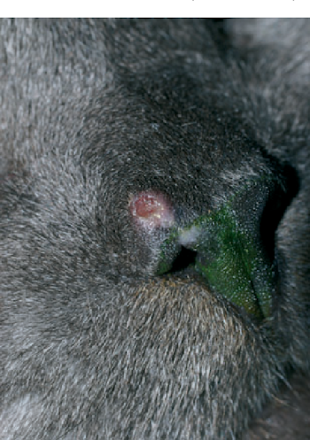 Figure 1 from Nasal plasma cell dermatitis in cats. - Semantic Scholar
