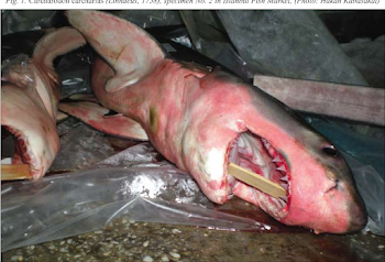 Figure 1 from Two new-born great white sharks, Carcharodon ...