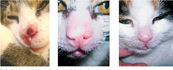 Figure 2 from Ki 67 reactivity in nasal and periocular squamous ...