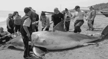 Figure 3 from The capture of a great white shark Carcharodon ...