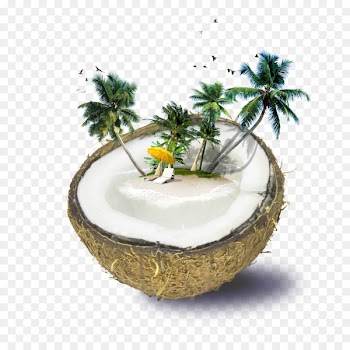Fiji Weligama Coconut water Beach - Coconut tree coconut on 