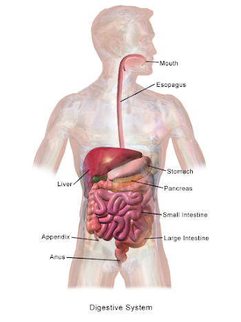 File:Adult Digestive System.png - Wikimedia Commons