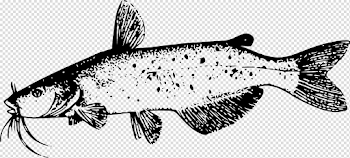 File:Catfish 008.svg.png - The Work of God's Children