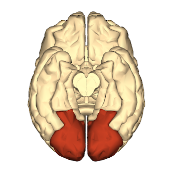 File:Cerebrum - occipital lobe - inferior view.png - Wikimedia Commons