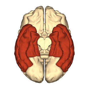 File:Cerebrum - temporal lobe - inferior view.png - Wikimedia Commons
