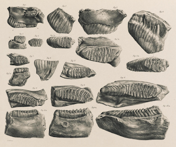 File:Elephas hysudricus teeth - Falconer and Cautley 1845 pl 7.png ...