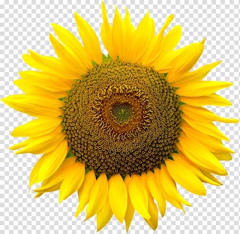 File formats Computer file, sunflower transparent background PNG clipart