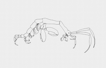 File:Generalized caprellid (skeleton shrimp) body plan (linework ...