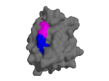 File:LaminA lmna 1IFR wild-type surface PMID 22549407.png ...