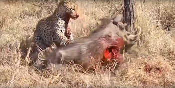 File:Leopard eats alive Warthog ✰Amaizing Video HD 3.png ...