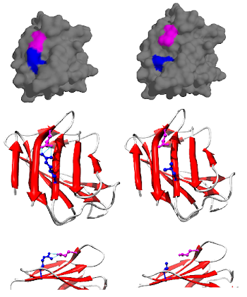 File:LMNA protein (1ifr) mutation R527L PMID 22549407 surface and ...