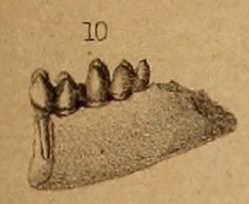 File:Microsus cuspidatus teeth.png - Wikimedia Commons
