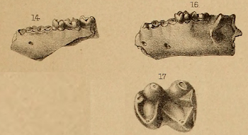File:Microsyops teeth.png - Wikimedia Commons