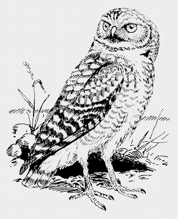 File:Owl (PSF).png - Wikimedia Commons