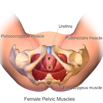 File:Pelvic Muscles (Female Inferior).png - Wikimedia Commons