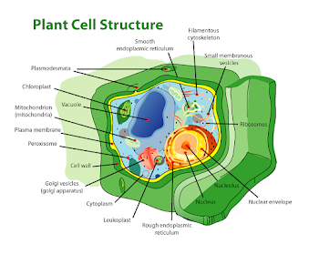 File:Plant cell structure edit.png - Wikipedia