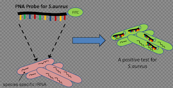 File:PNA-FISH.png - Wikipedia