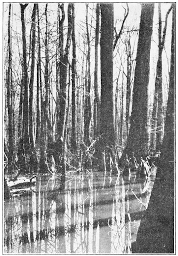 File:PSM V85 D355 Cypress with knees in a creek swamp in alabama ...